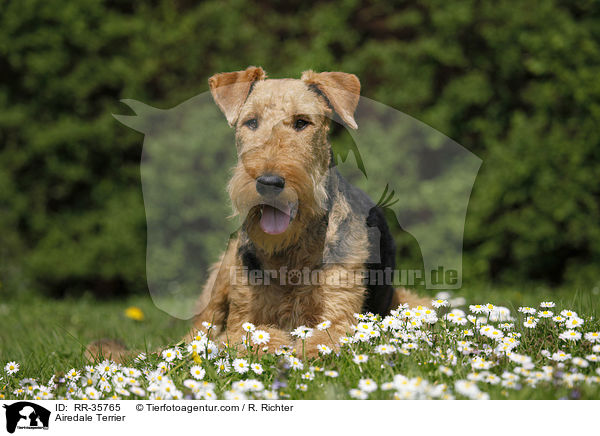 Airedale Terrier / Airedale Terrier / RR-35765