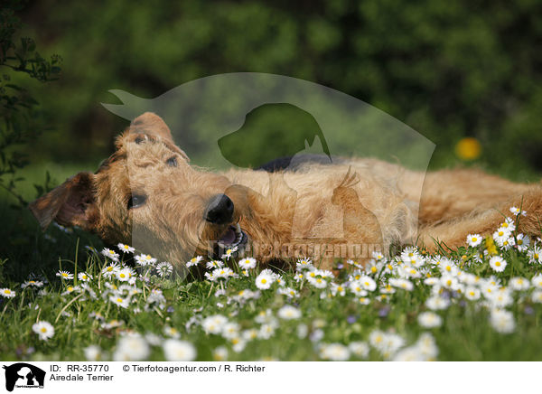 Airedale Terrier / Airedale Terrier / RR-35770