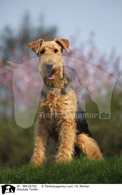 Airedale Terrier / RR-35782
