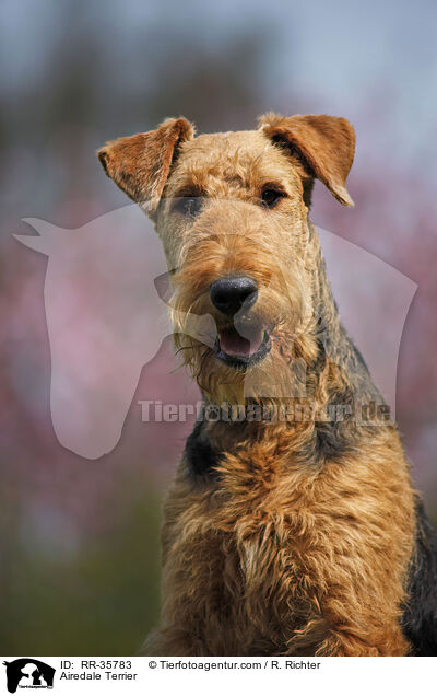 Airedale Terrier / RR-35783