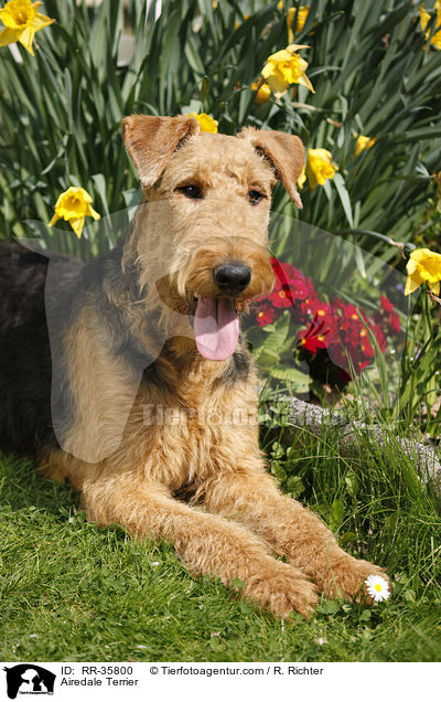 Airedale Terrier / Airedale Terrier / RR-35800