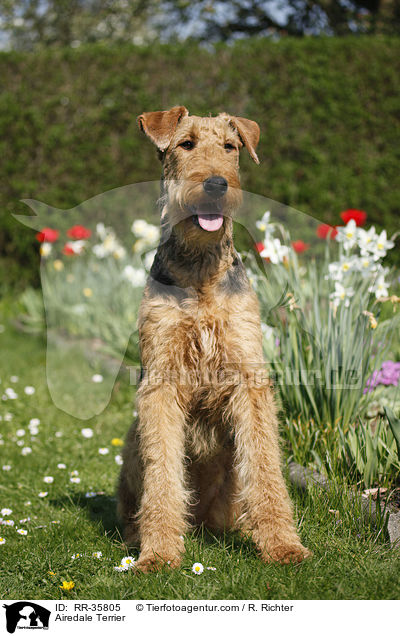 Airedale Terrier / Airedale Terrier / RR-35805
