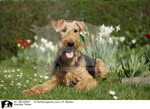 Airedale Terrier / Airedale Terrier / RR-35807