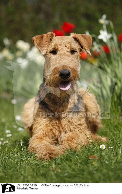 Airedale Terrier / Airedale Terrier / RR-35810