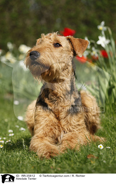 Airedale Terrier / Airedale Terrier / RR-35812