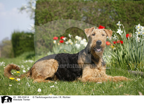 Airedale Terrier / Airedale Terrier / RR-35814