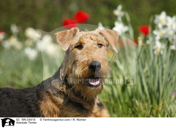 Airedale Terrier / Airedale Terrier / RR-35816