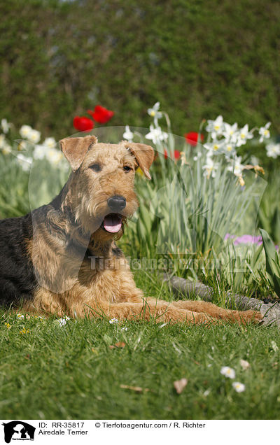 Airedale Terrier / Airedale Terrier / RR-35817