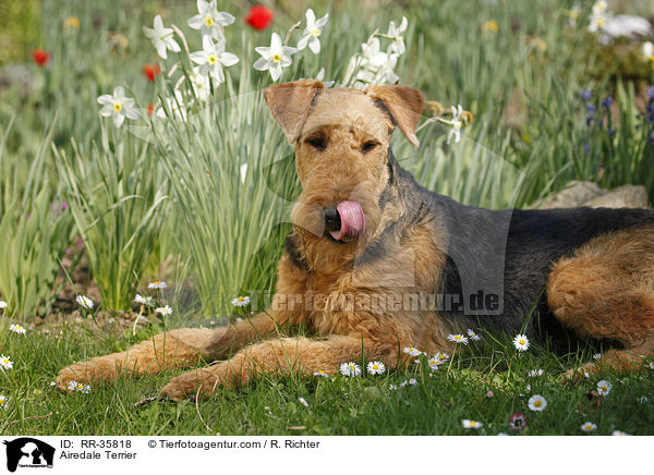 Airedale Terrier / Airedale Terrier / RR-35818