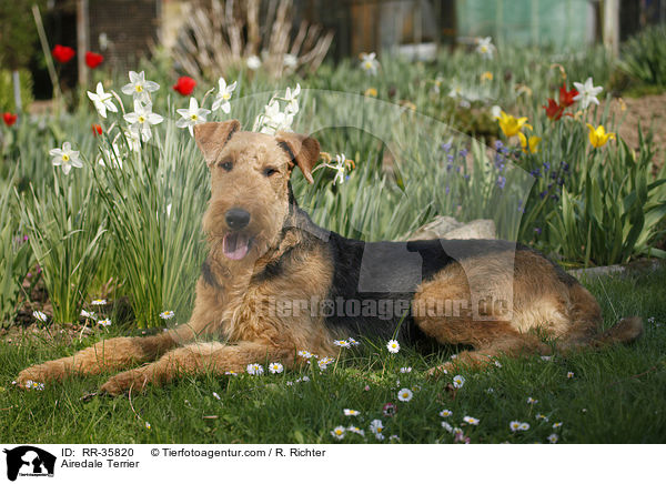 Airedale Terrier / Airedale Terrier / RR-35820