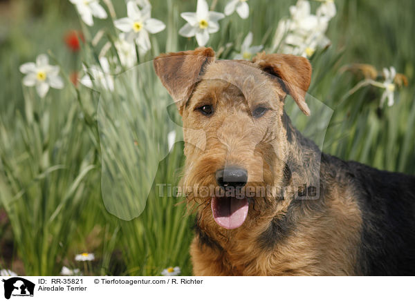 Airedale Terrier / Airedale Terrier / RR-35821