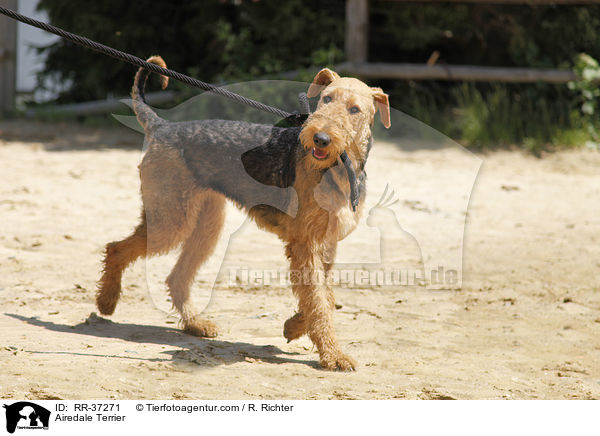 Airedale Terrier / Airedale Terrier / RR-37271