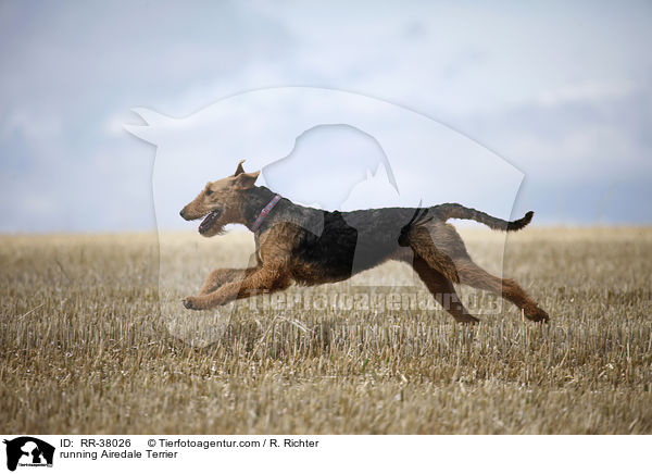 rennender Airedale Terrier / running Airedale Terrier / RR-38026