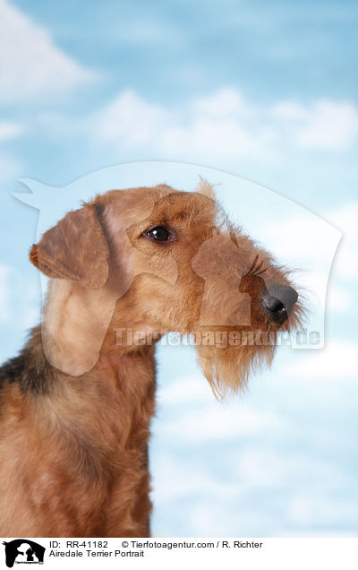 Airedale Terrier Portrait / Airedale Terrier Portrait / RR-41182