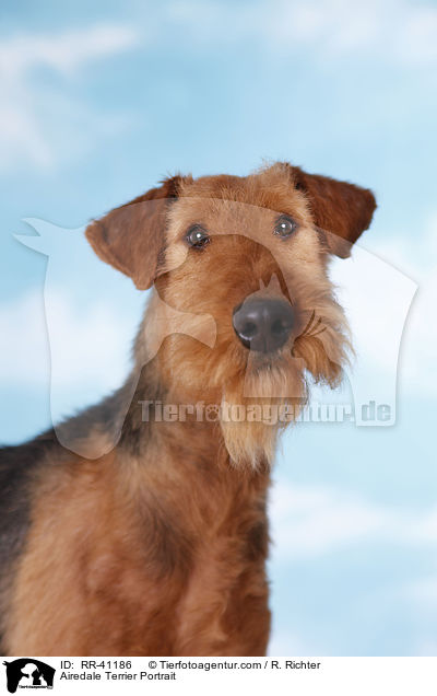Airedale Terrier Portrait / Airedale Terrier Portrait / RR-41186