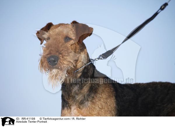 Airedale Terrier Portrait / Airedale Terrier Portrait / RR-41198