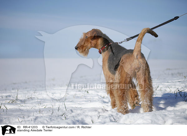 stehender Airedale Terrier / standing Airedale Terrier / RR-41203