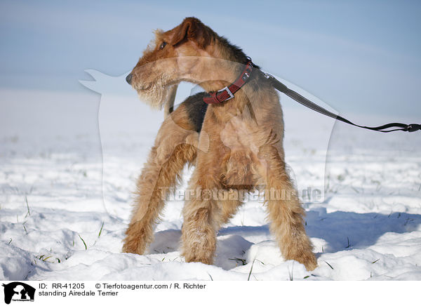 stehender Airedale Terrier / standing Airedale Terrier / RR-41205