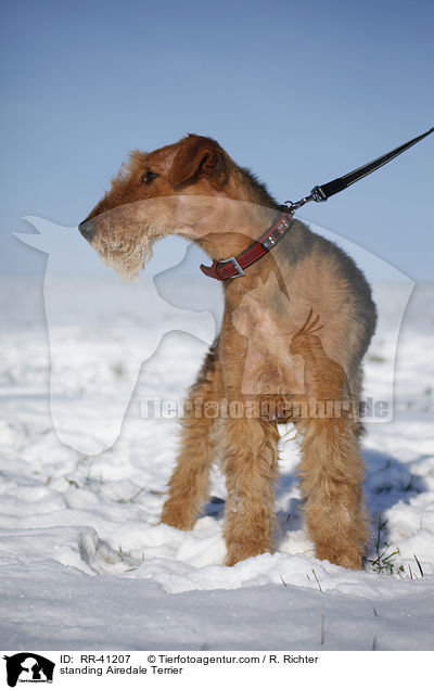stehender Airedale Terrier / standing Airedale Terrier / RR-41207