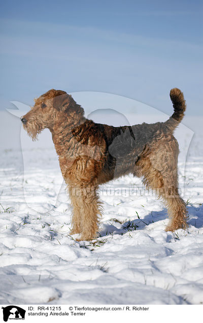 stehender Airedale Terrier / standing Airedale Terrier / RR-41215