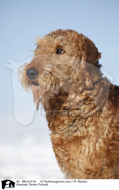 Airedale Terrier Portrait / Airedale Terrier Portrait / RR-41219