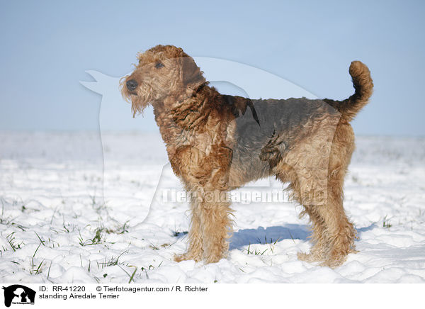stehender Airedale Terrier / standing Airedale Terrier / RR-41220