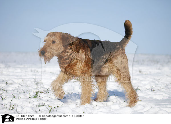 laufender Airedale Terrier / walking Airedale Terrier / RR-41221