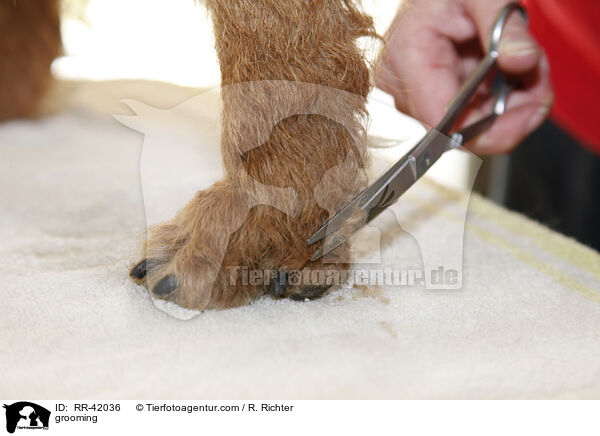 Fellpflege / grooming / RR-42036