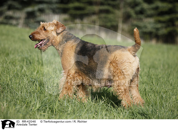 Airedale Terrier / Airedale Terrier / RR-42046