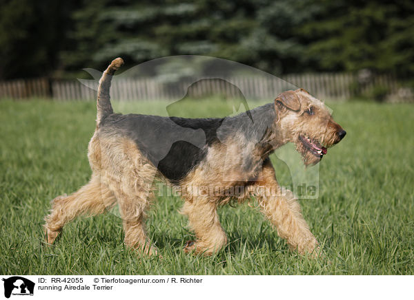 rennender Airedale Terrier / running Airedale Terrier / RR-42055
