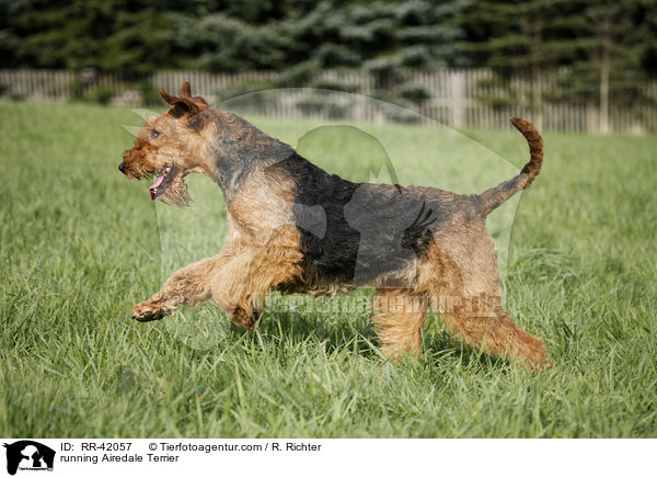 rennender Airedale Terrier / running Airedale Terrier / RR-42057