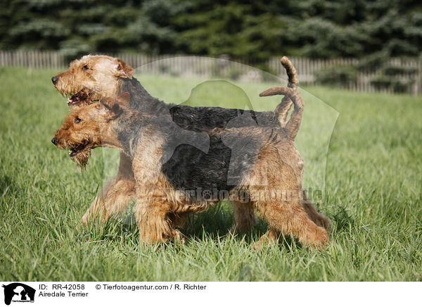 Airedale Terrier / Airedale Terrier / RR-42058