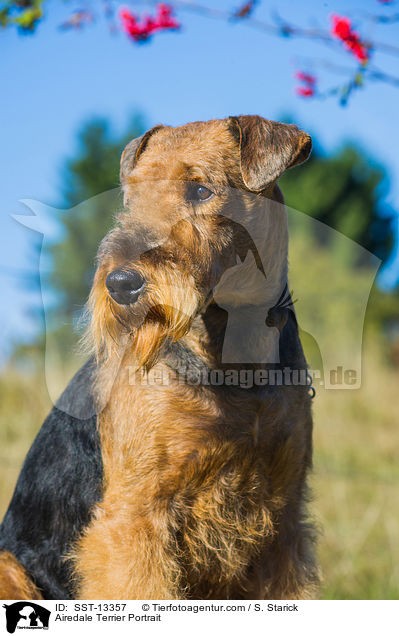 Airedale Terrier Portrait / Airedale Terrier Portrait / SST-13357