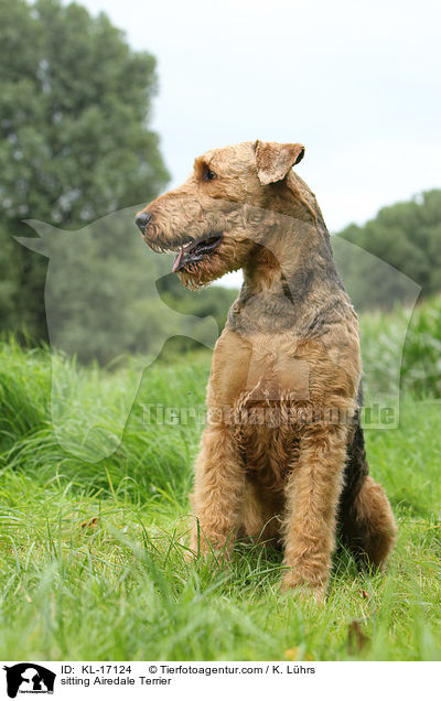 sitzender Airedale Terrier / sitting Airedale Terrier / KL-17124