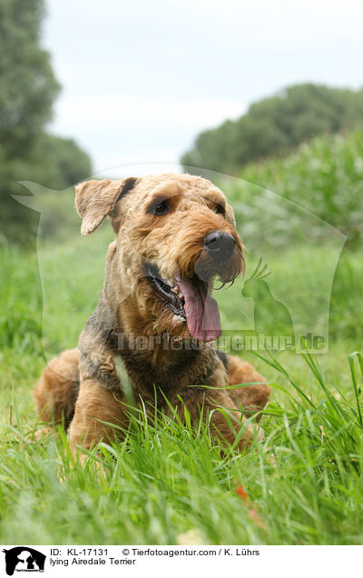 liegender Airedale Terrier / lying Airedale Terrier / KL-17131
