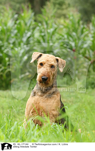sitting Airedale Terrier / KL-17144