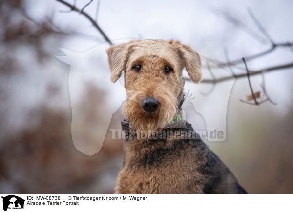 Airedale Terrier Portrait / Airedale Terrier Portrait / MW-08738