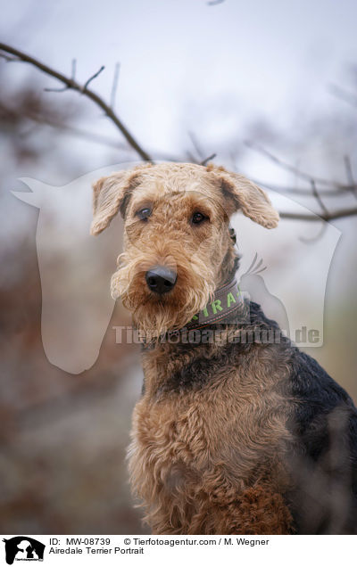 Airedale Terrier Portrait / MW-08739