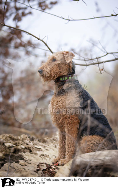 sitting Airedale Terrie / MW-08740