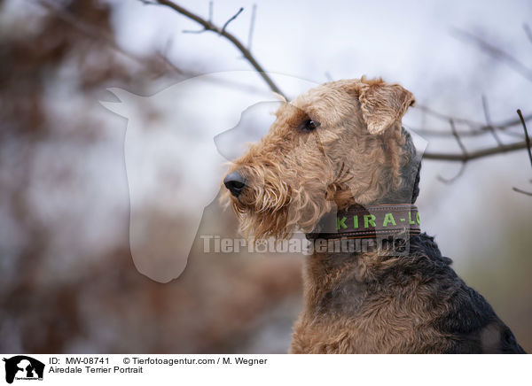 Airedale Terrier Portrait / MW-08741