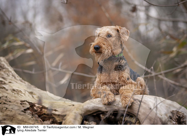 lying Airedale Terrier / MW-08745