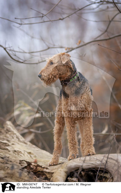 standing Airedale Terrier / MW-08747