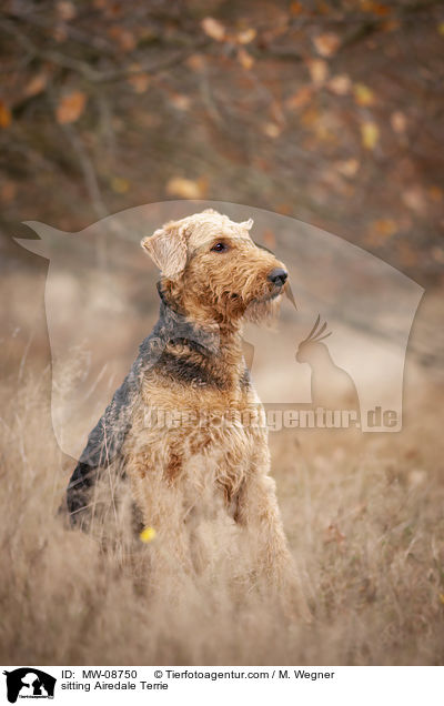 sitting Airedale Terrie / MW-08750
