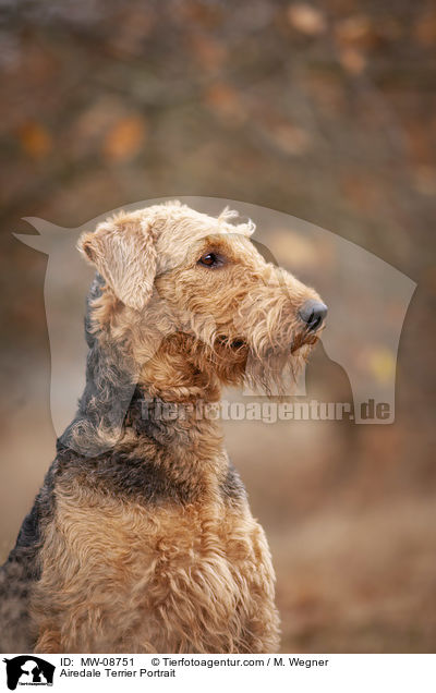 Airedale Terrier Portrait / MW-08751