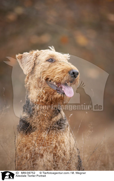 Airedale Terrier Portrait / MW-08752