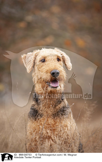 Airedale Terrier Portrait / Airedale Terrier Portrait / MW-08753