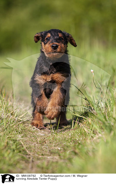 rennender Airedale Terrier Welpe / running Airedale Terrier Puppy / MW-08792
