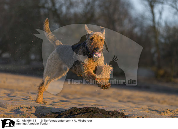 rennender Airedale Terrier / running Airedale Terrier / AM-06411