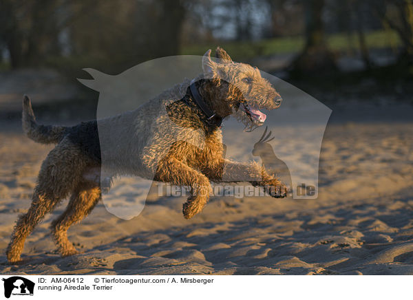 rennender Airedale Terrier / running Airedale Terrier / AM-06412