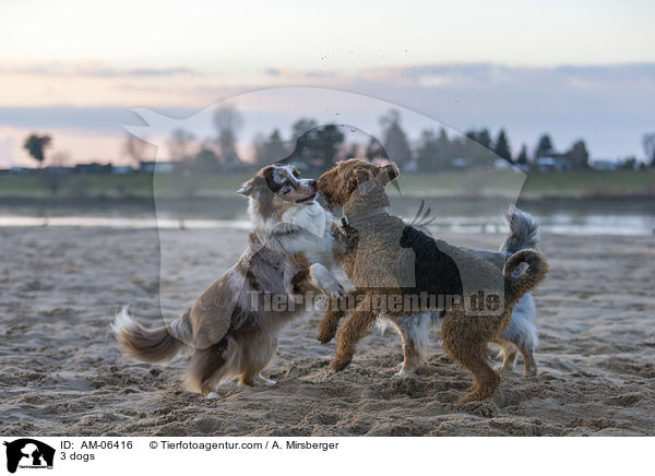 3 Hunde / 3 dogs / AM-06416